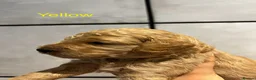Double Doodle dogs for sale: Rare Australian Double Doodle Puppies - Advert 24