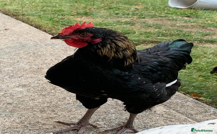 Chickens poultry - Advert 1