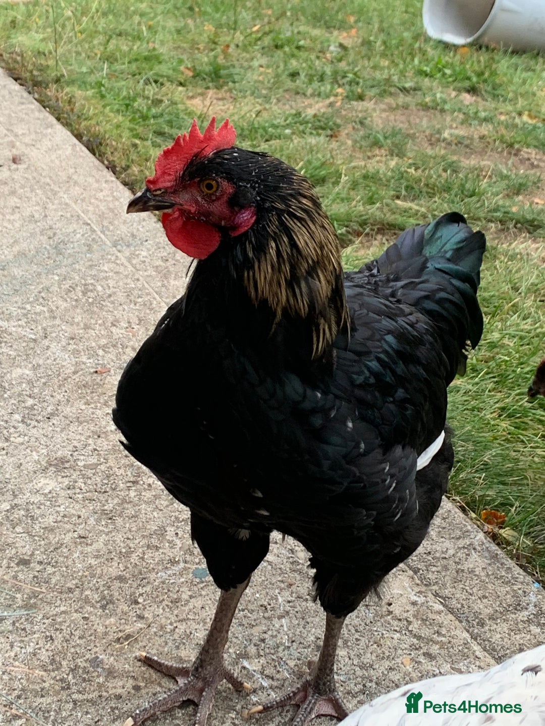 Chickens poultry for sale: Rooster - Image 1