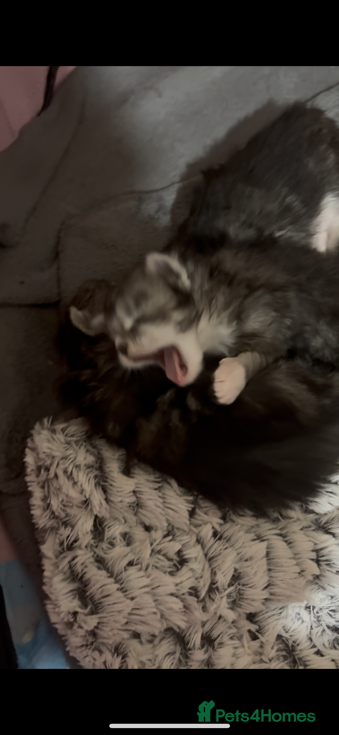 Maine Coon cats for sale: Beautiful Black/silver mackerel  tabby Maine coons - Advert 10