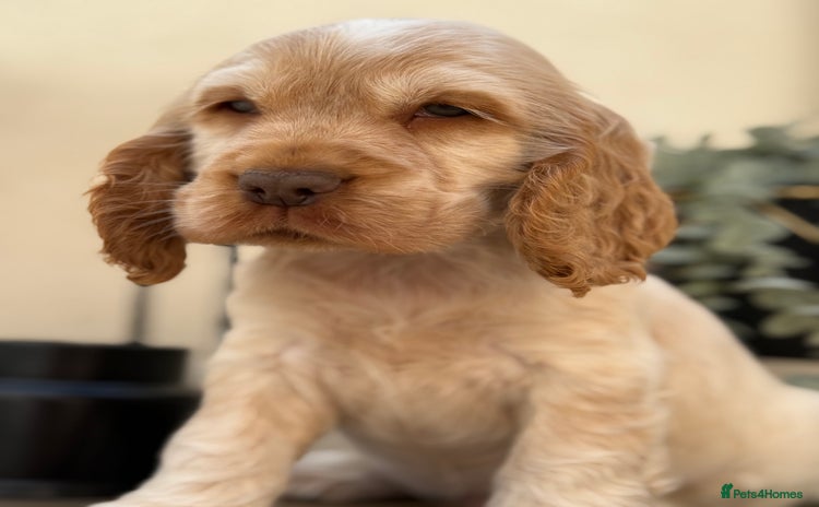 Cocker Spaniel dogs - Advert 1