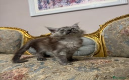 Maine Coon cats for sale: XXL Russian bloodline Maine Coon Kittens 20+Gen!🏆 - Image 4