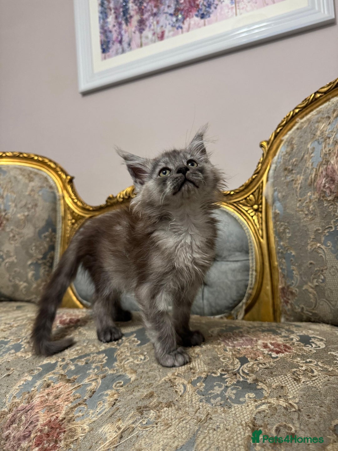 Maine Coon cats for sale: XXL Russian bloodline Maine Coon Kittens 20+Gen!🏆 - Image 4