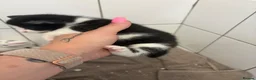 Mixed Breed cats for adoption: Beautiful kittens - Advert 12