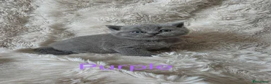 British Shorthair Kitten 2