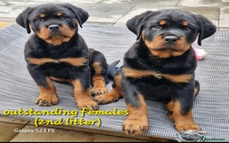 Rottweiler dogs for sale: (KC) REX & DELLAS FINAL LITTER OF QUALITY PUPS - Image 33