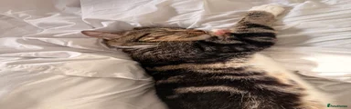 Domestic Shorthair 1