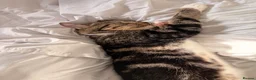 Domestic Shorthair cats for sale: FEMALE CAT *FREE* TO A GOOD HOME - Advert 4