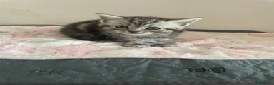 British Shorthair 2