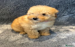 Toy Poodle dogs for sale: 2 beautiful toy poodle girls READY SOON  - Advert 11