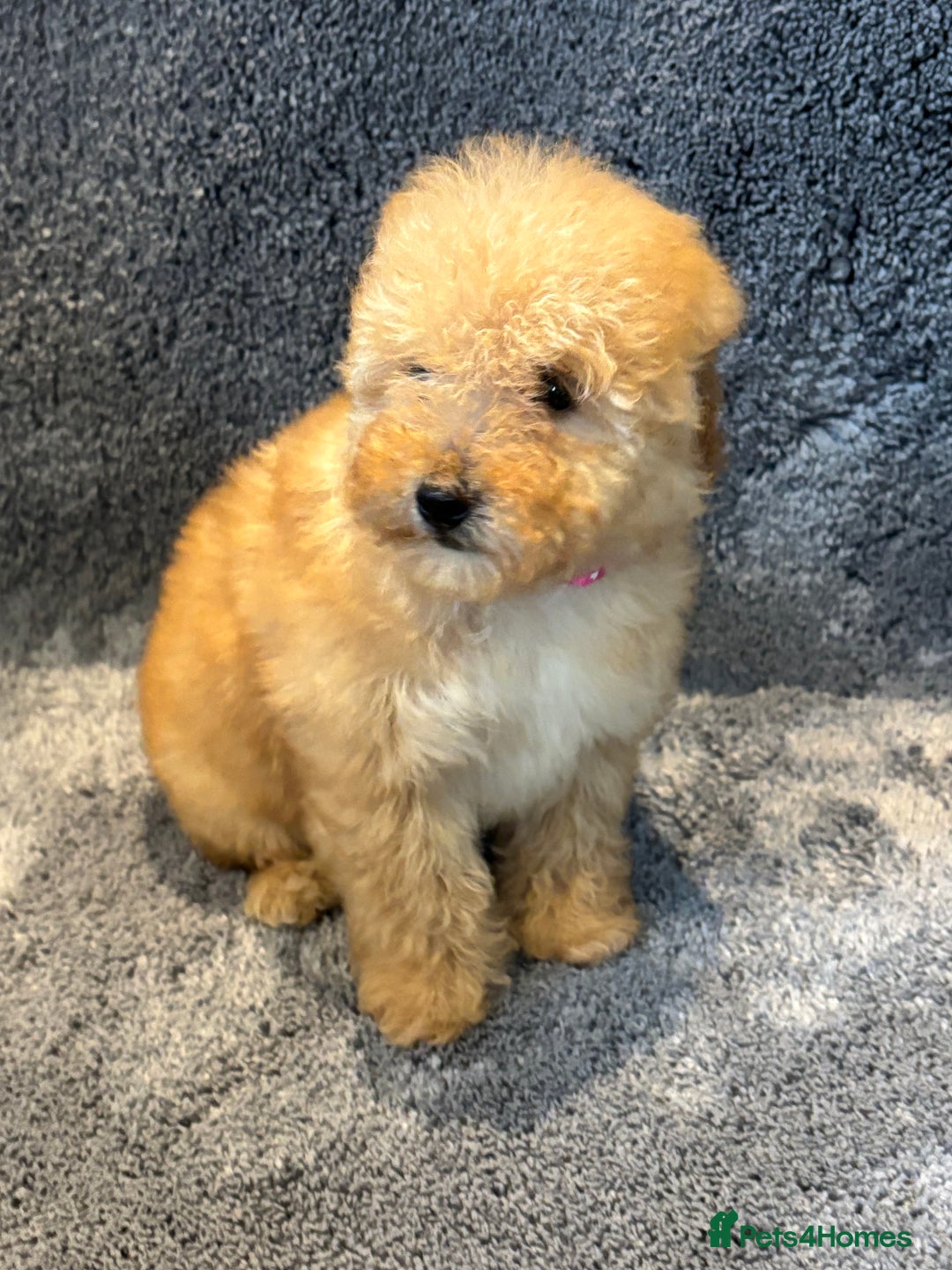 Toy Poodle dogs for sale: 2 beautiful toy poodle girls READY SOON  - Advert 11