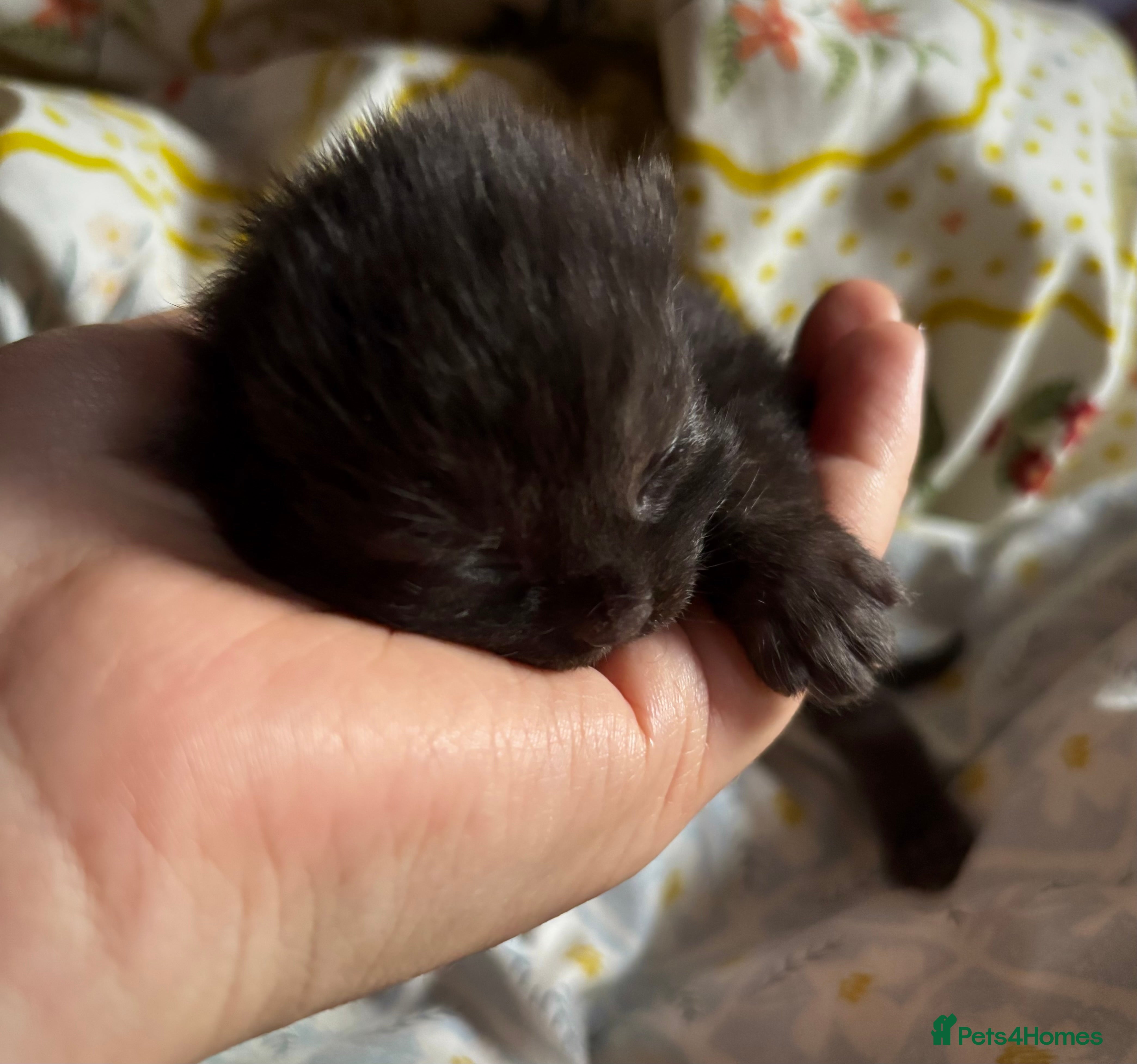 Domestic Shorthair cats Four sweet black and tabby kittens for sale - Advert 2