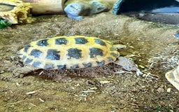 Tortoise reptiles for sale: 2 x Horsefield Tortoises - Image 4