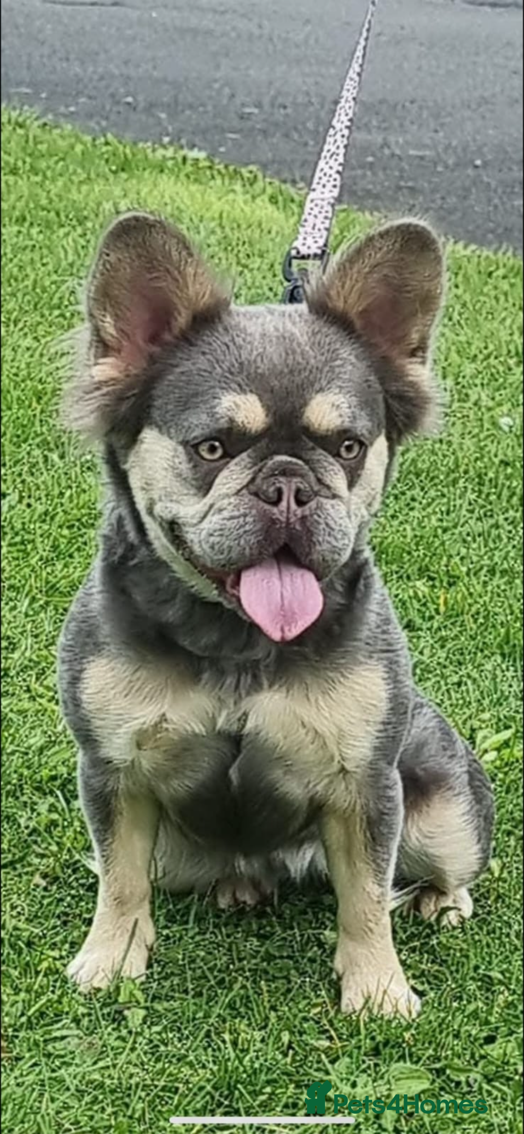 French Bulldog dogs for sale: Fluffy French bulldog  - Advert 3