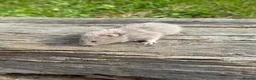 Hamster rodents for sale: Beautiful baby Syrian Hamsters Sheffield - Advert 37