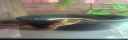 Snake reptiles for sale: 1.1 pair Bull snakes  - Advert 3