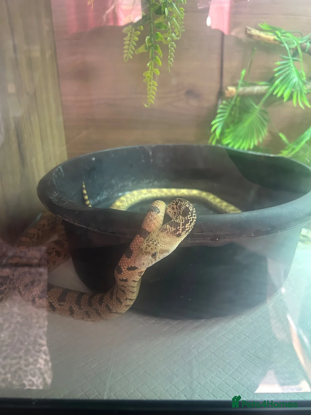 Snake reptiles for sale: 1.1 pair Bull snakes  - Advert 3