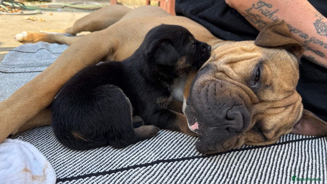 Mixed Breed dogs for sale: German Shepherd cross American bulldog puppies - Image 23