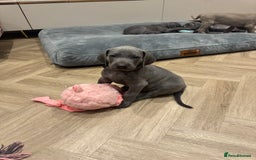 Weimaraner dogs for sale: 🐾 KC Weimaraners, ready now 🐾  - Advert 7