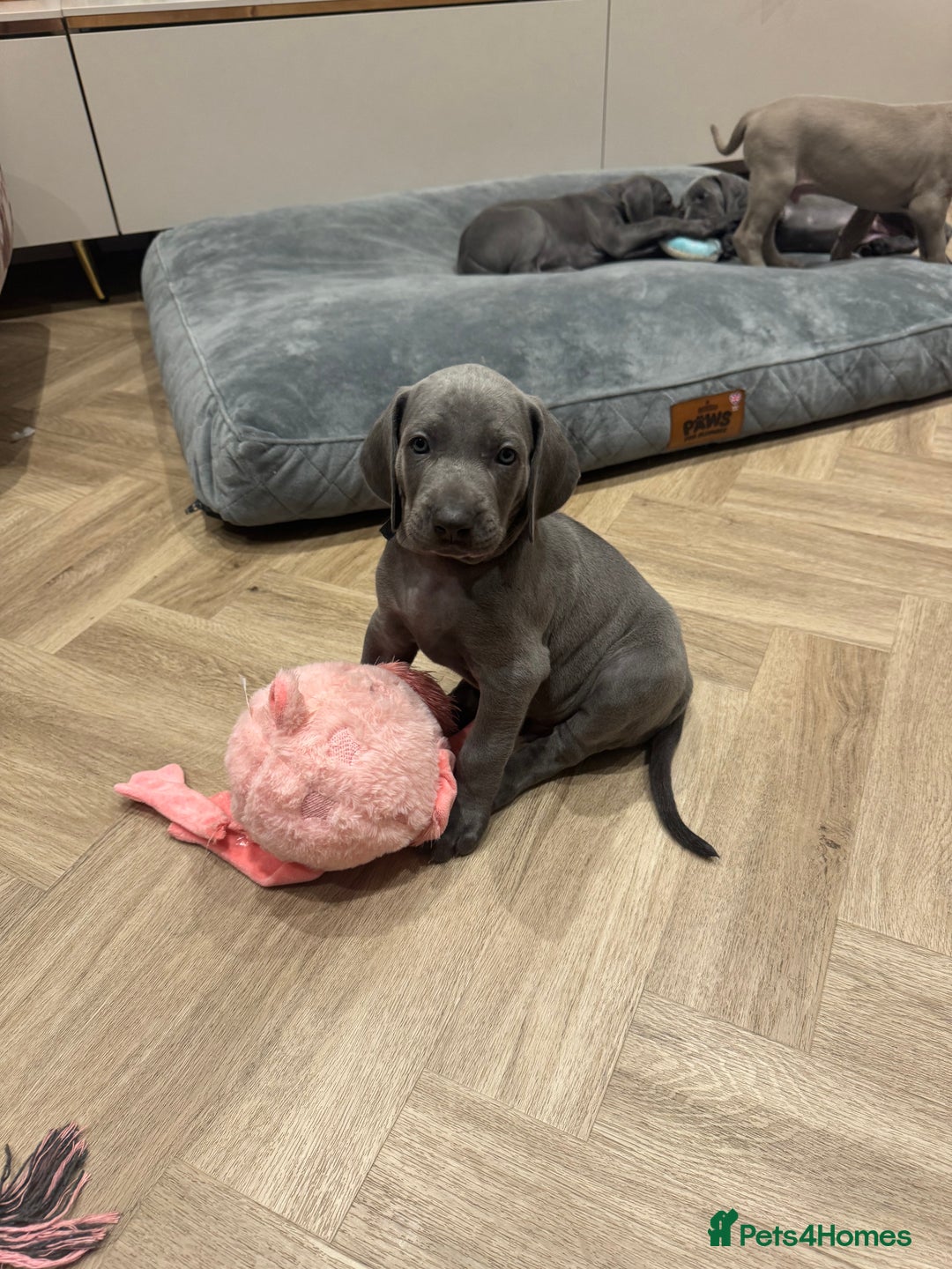 Weimaraner dogs for sale: 🐾 KC Weimaraners, ready now 🐾  - Advert 7