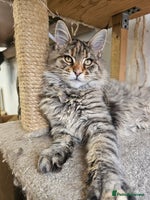 Maine Coon cats - Advert 2