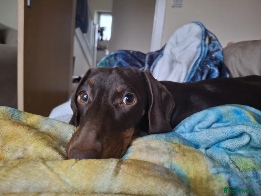 Miniature Dachshund dogs for sale: Winnie miniature dachshund - Advert 8