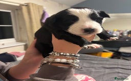 Border Collie dogs for sale: Border collie puppy’s ready to reserve  - Image 6