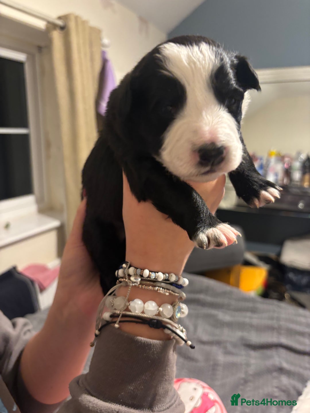 Border Collie dogs for sale: Border collie puppy’s ready to reserve  - Image 6