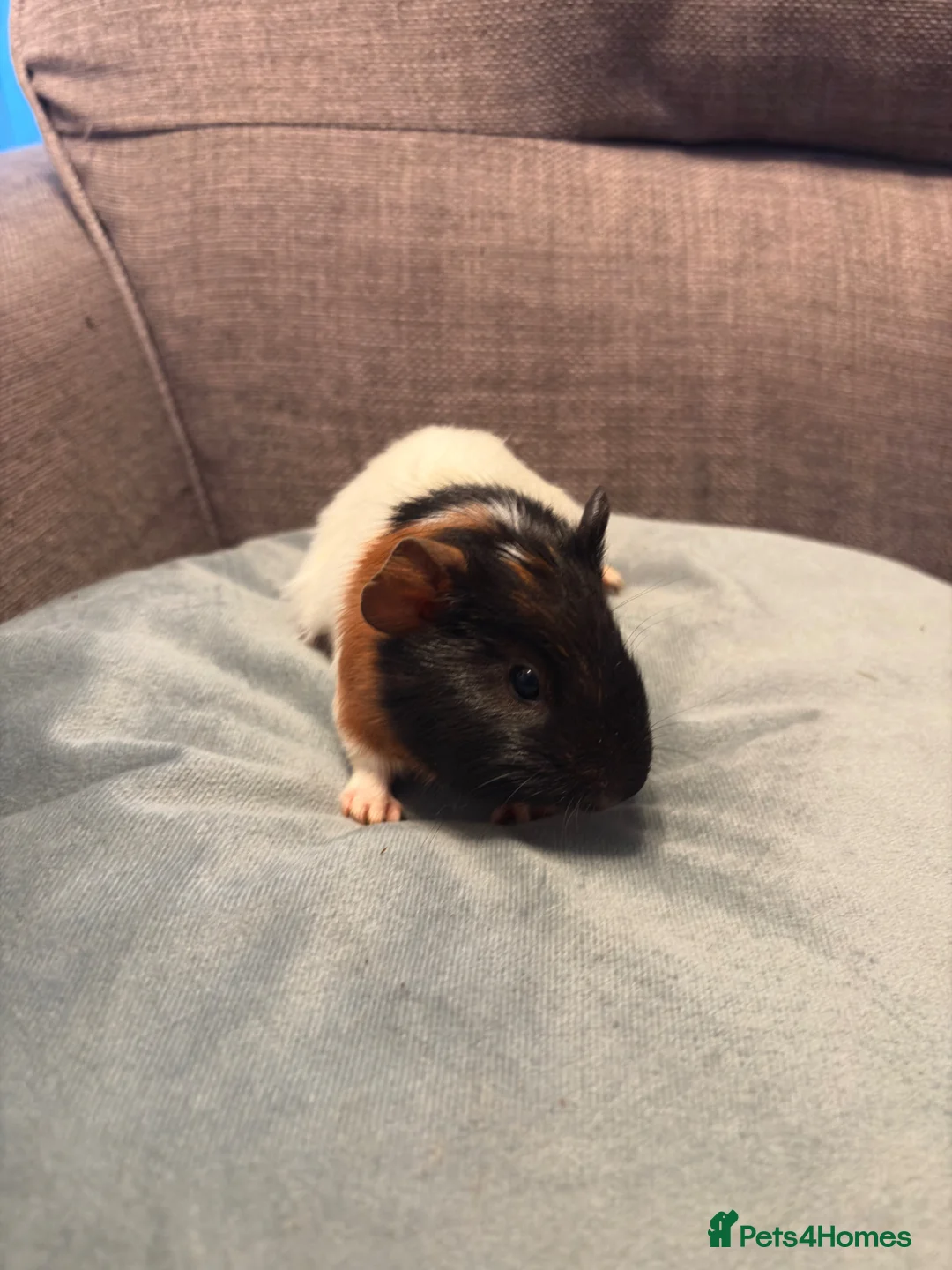Guinea Pig rodents for sale: Baby boy guinea pigs  - Advert 7