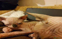 Sphynx cats for sale: I would like a girl and a boy in one family. - Image 8