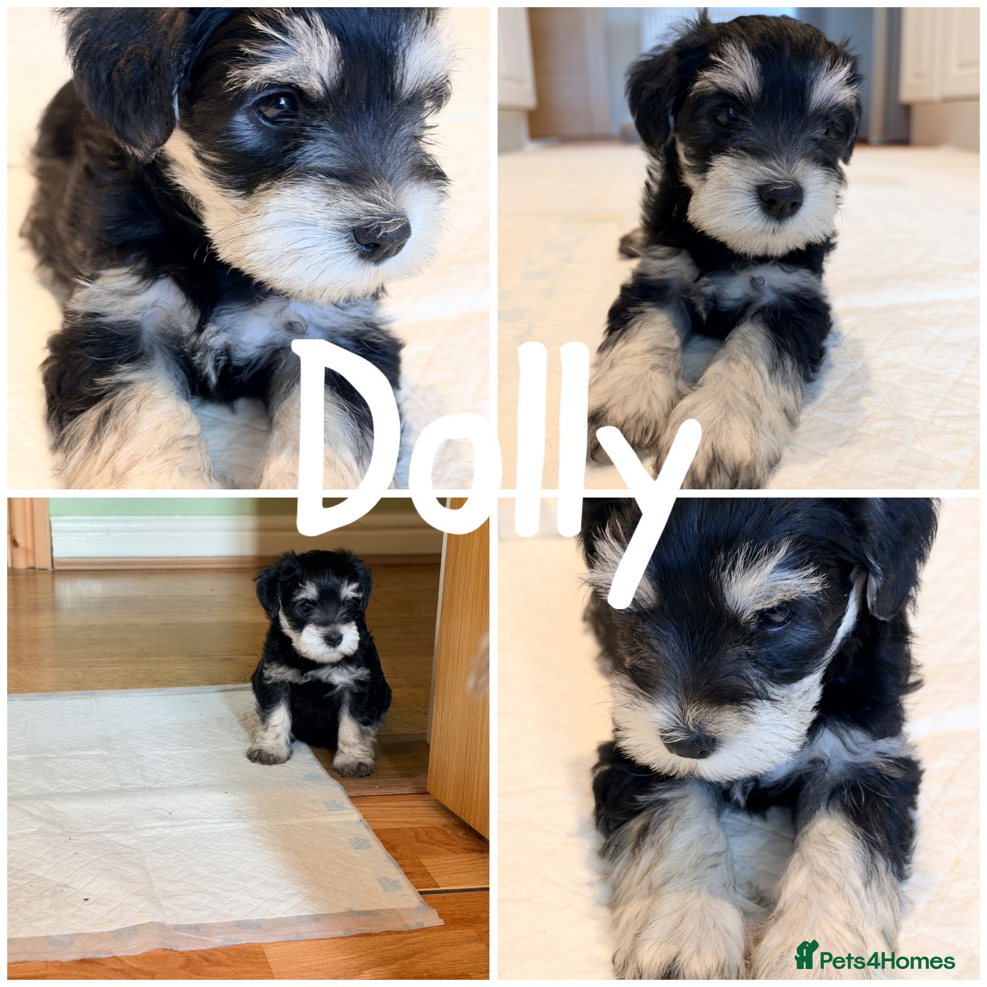 Miniature Schnauzer dogs Only 1 left. Amazing Miniature Schnauzer puppies - Advert 18