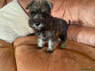 Miniature Schnauzer dogs Miniature schnauzer puppies - Advert 16