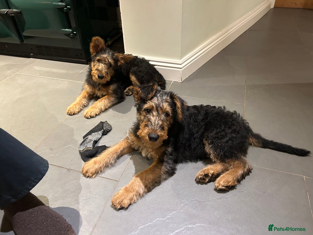 Airedale Terrier dogs for sale: Beautiful Airedale boy looking for his new home  - Advert 11