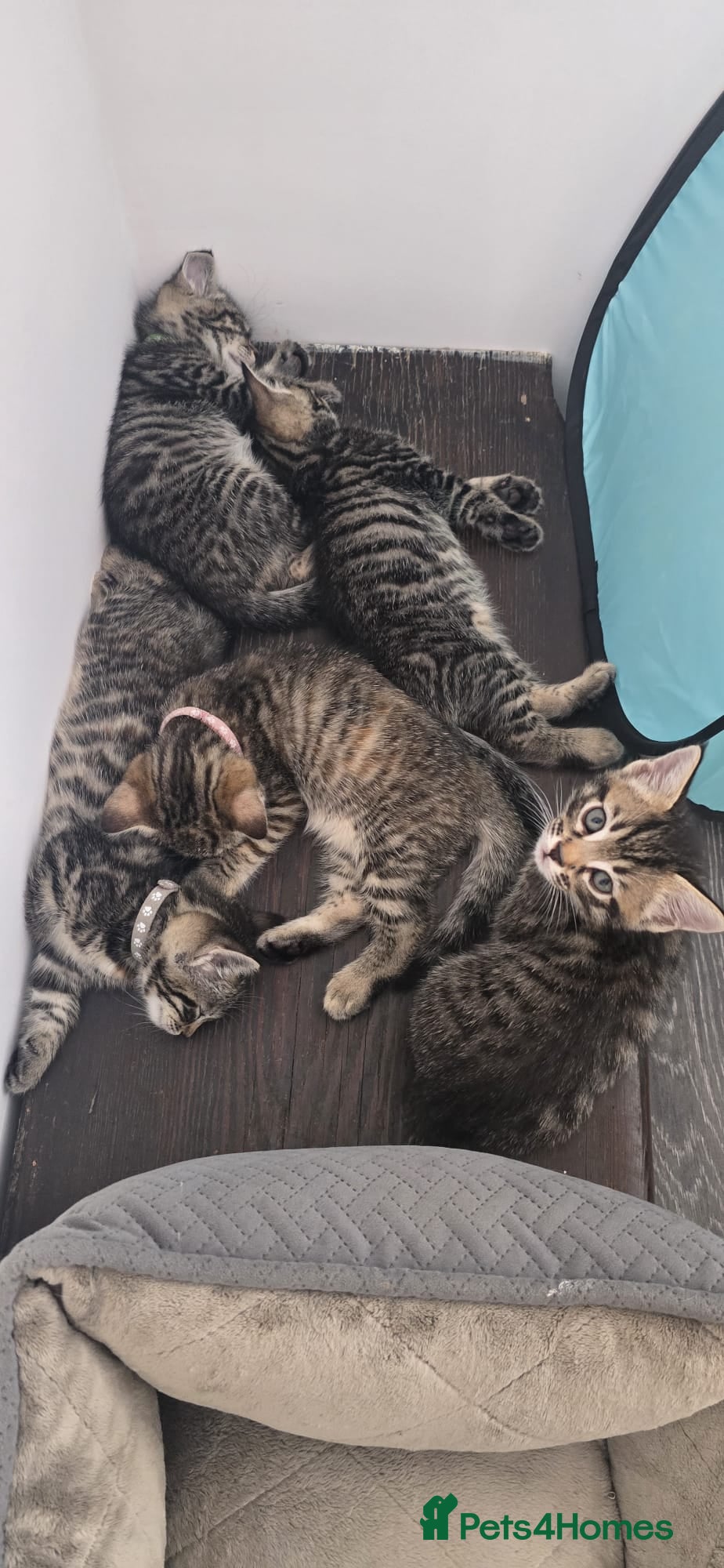 Mixed Breed cats Beautiful Bengal Mix Kittens - Advert 1
