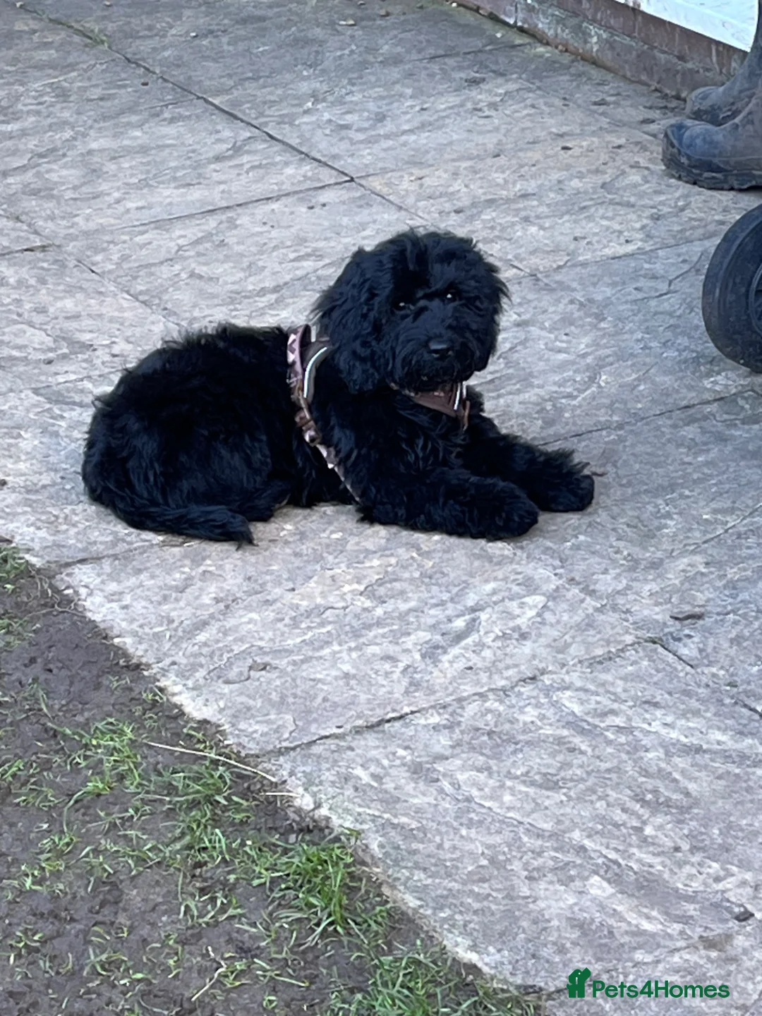 Cockapoo dogs for sale: 6 month old cockerpoo male - Advert 1