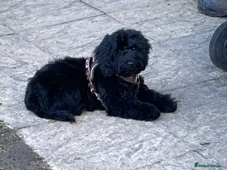 Cockapoo dogs 6 month old cockerpoo male - Advert 1