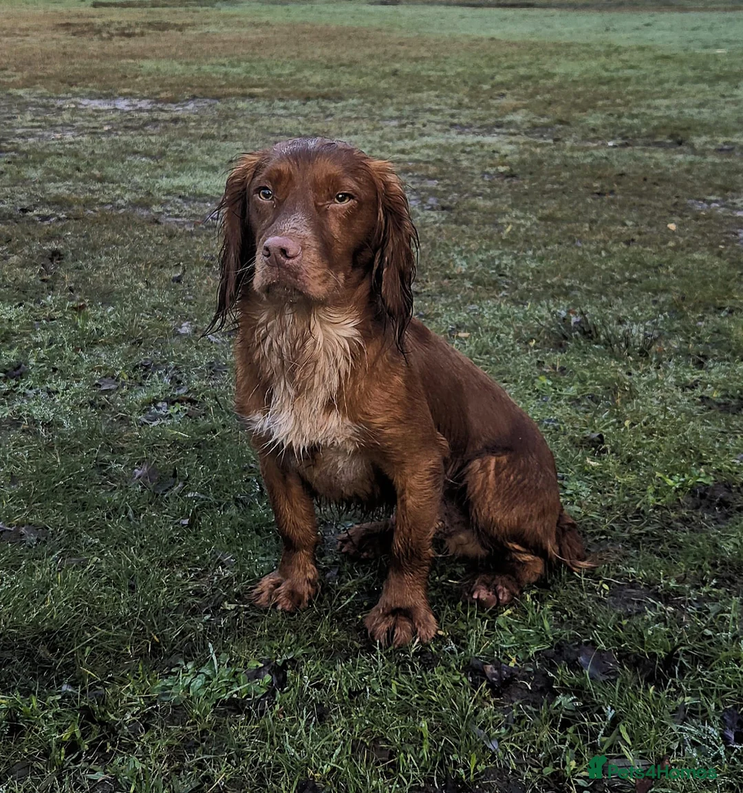 Cocker Spaniel dogs for sale: ** OUTSTANDING COCKER SPANIEL PUPS ** - Advert 2