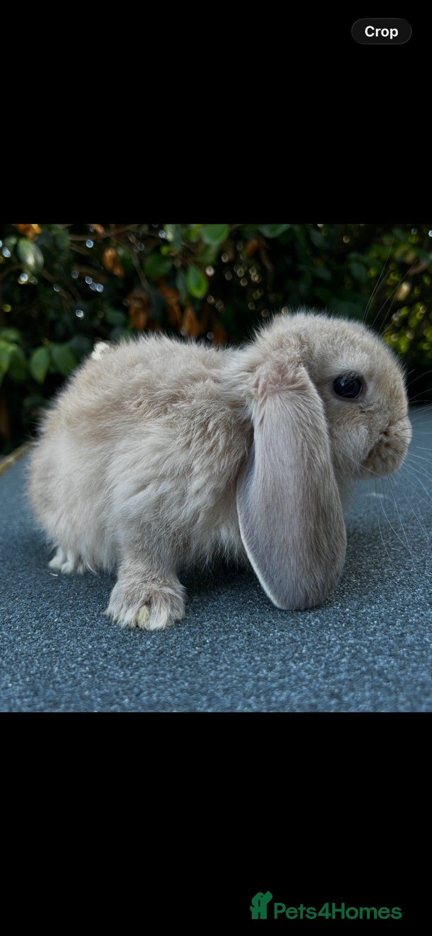 French Lop rabbits ONE BABY LEFT - Pure Bred French Lop Babies.  - Advert 1