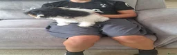 Mixed Breed dogs for sale: BEAUTIFUL POMCHON PUPS  FOR SALE - Advert 4