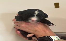 Mixed Breed dogs for sale: Labernese x Bernese mountain dog puppies  - Image 18