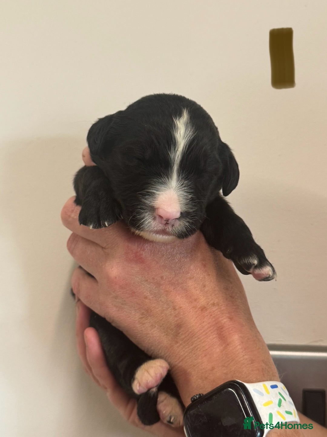 Mixed Breed dogs for sale: Labernese x Bernese mountain dog puppies  - Image 18