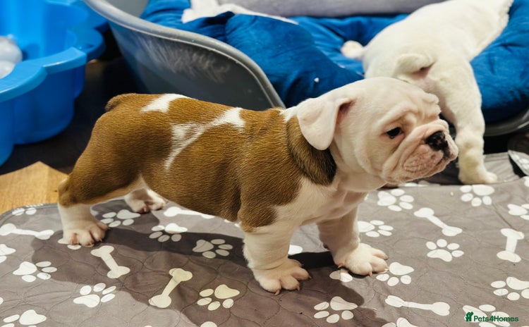 English Bulldog dogs - Advert 3