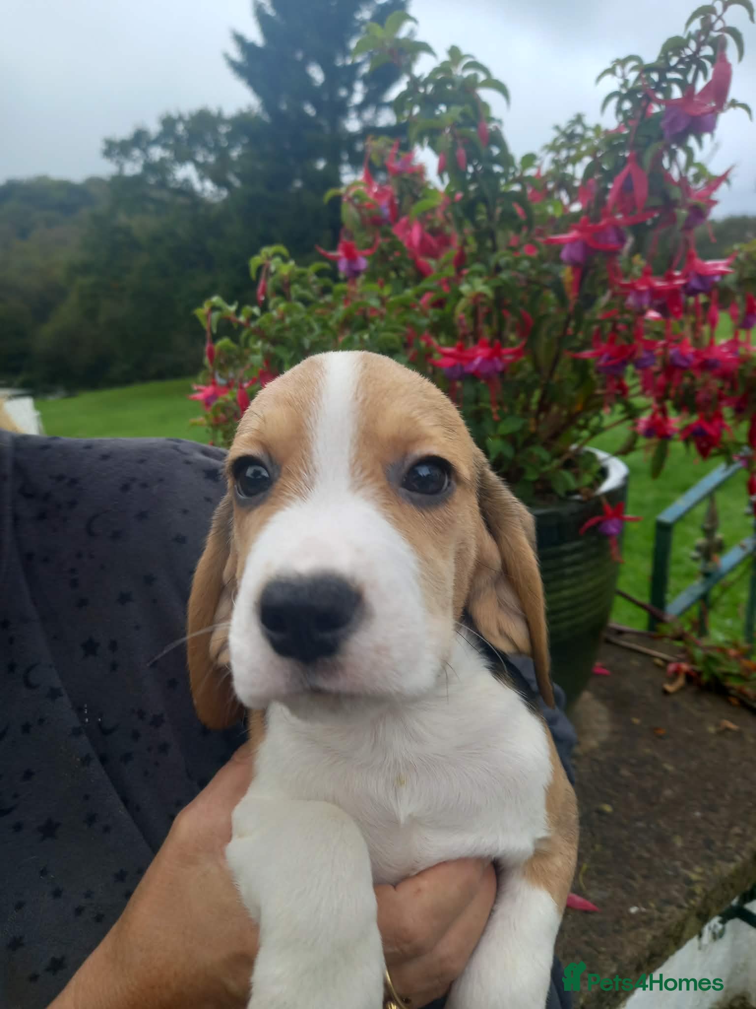 Beagle dogs KC Registered Beagle Puppies  - Advert 2