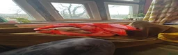 Miniature Dachshund dogs for sale: David needs a home - Advert 7
