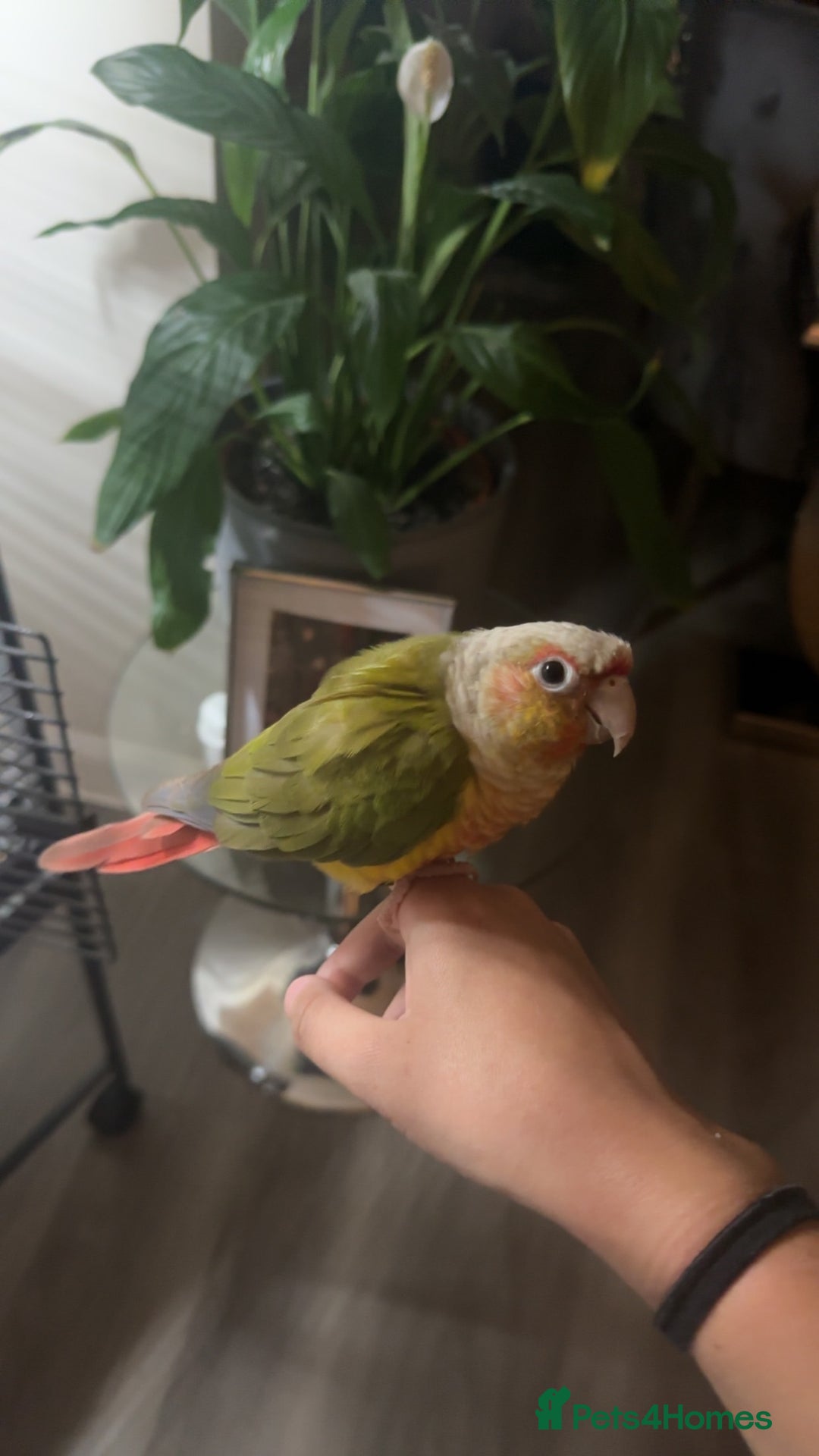 Conures birds for sale: Green Cheek Conure for sale 11months old £850 - Advert 1