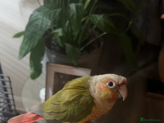 Conures birds Green Cheek Conure for sale 11months old £850 - Advert 15