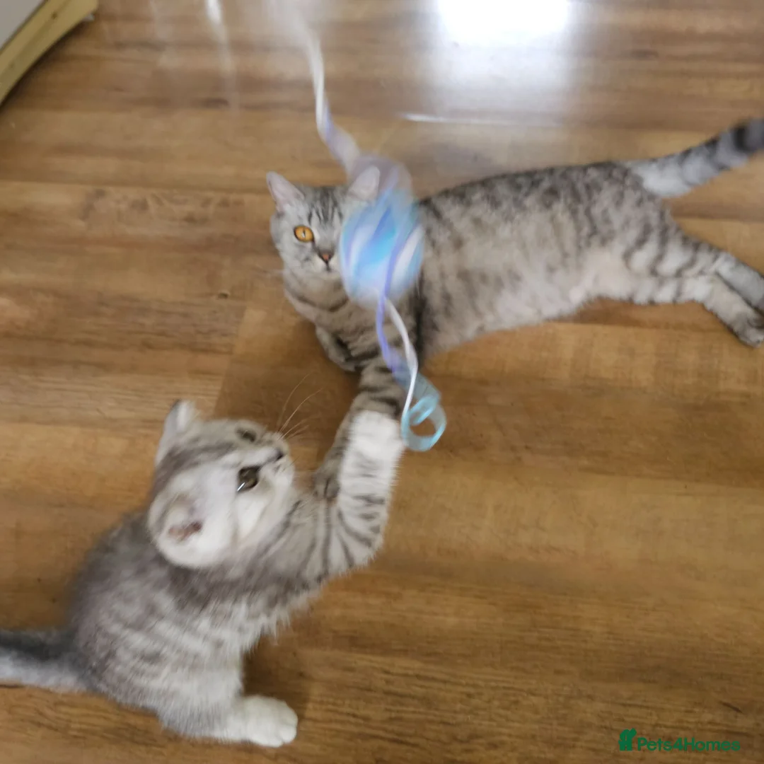 British Shorthair cats for sale: Beautiful British Shorthair kittens - Advert 1