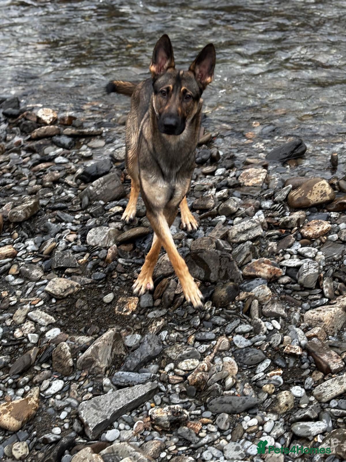 Mixed Breed dogs German Shepherd, Northern Inuit, Belgian Malinios - Advert 5