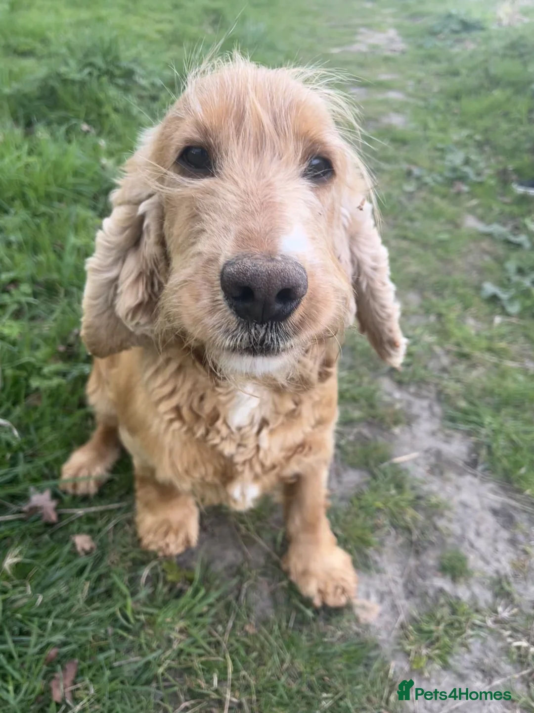 Cocker Spaniel dogs for sale: 🐶 Beautiful cocker spaniel 🐶 - Advert 1