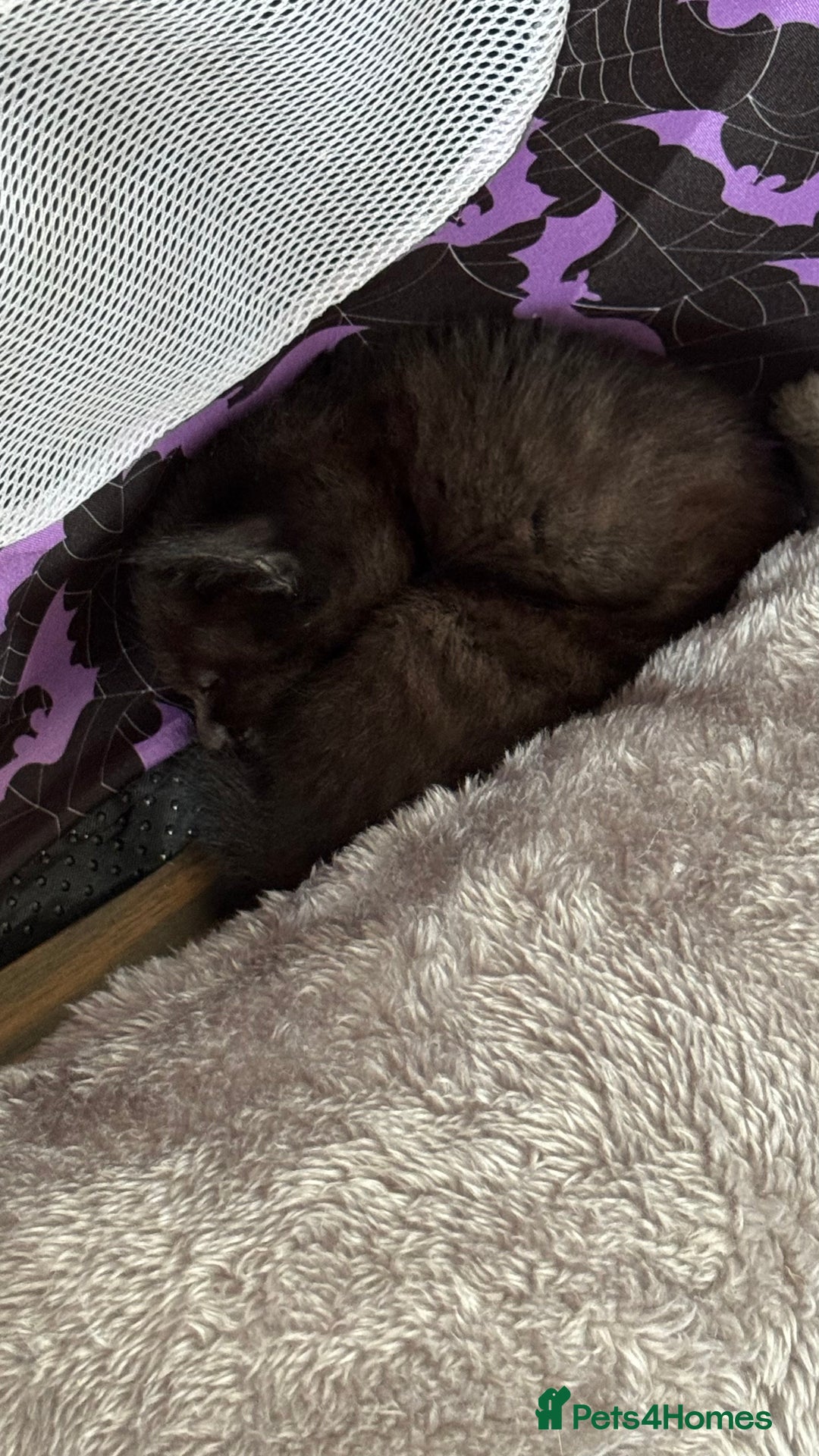 Ragdoll cats for sale: 3/4 ragdoll black kittens - Image 6